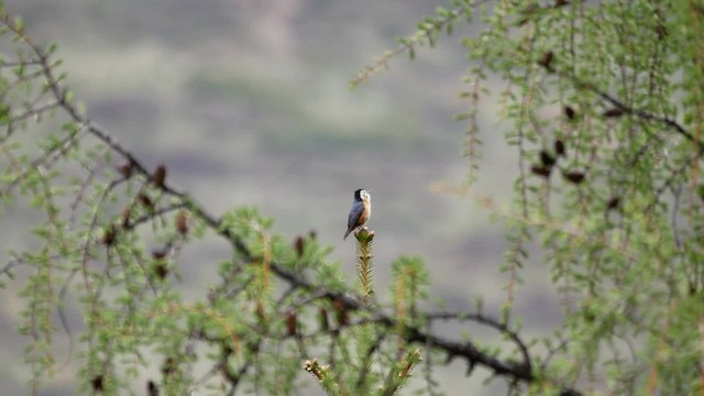 Przevalski's Nuthatch - ML200950581