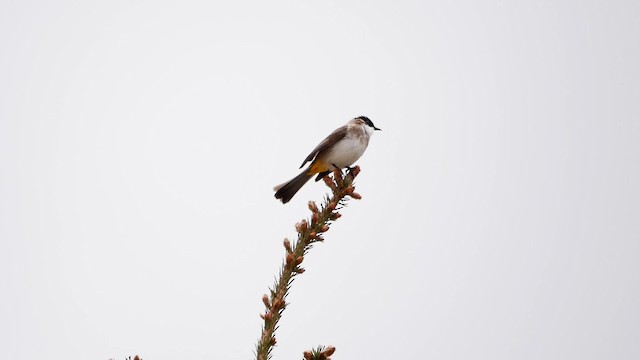 Brown-breasted Bulbul - ML200950631