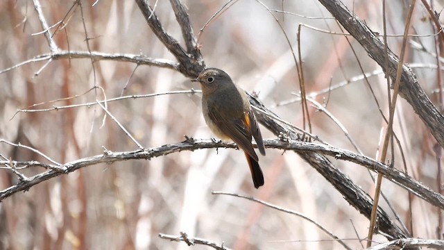 Blue-fronted Redstart - ML200950701