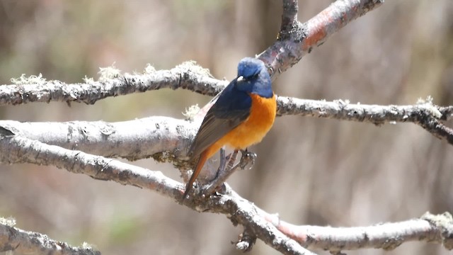 Blue-fronted Redstart - ML200950711