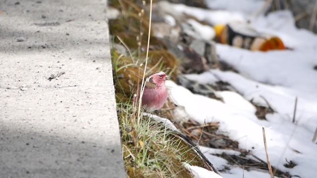 Chinese White-browed Rosefinch - ML200950731