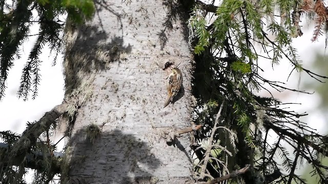 Hodgson's Treecreeper - ML200950751