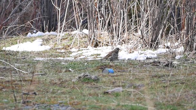 Long-tailed Thrush - ML200950761
