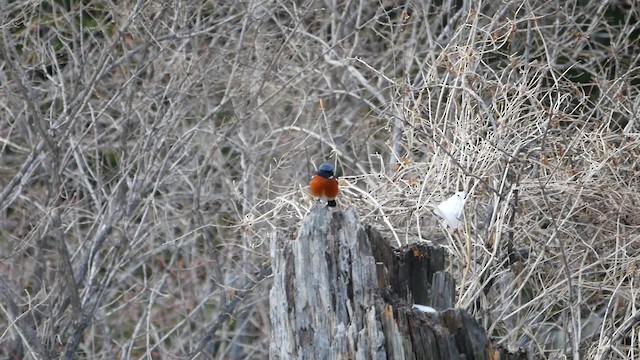 White-throated Redstart - ML200950791