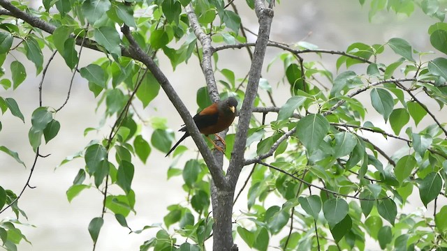 Chestnut Thrush - ML200950801