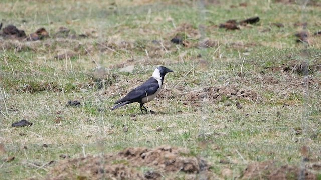 Daurian Jackdaw - ML200950811