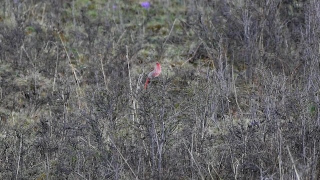 Przevalski's Pinktail - ML200950861