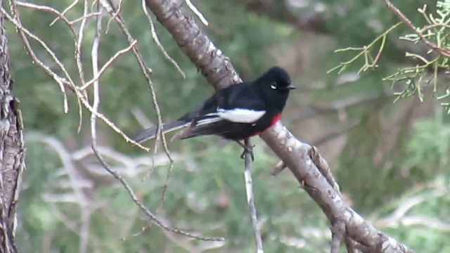 Painted Redstart - ML200950941