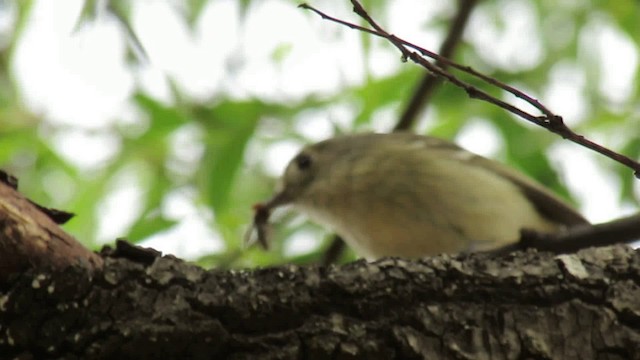 Ruby-crowned Kinglet - ML200950951