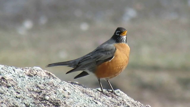 American Robin - ML200950971