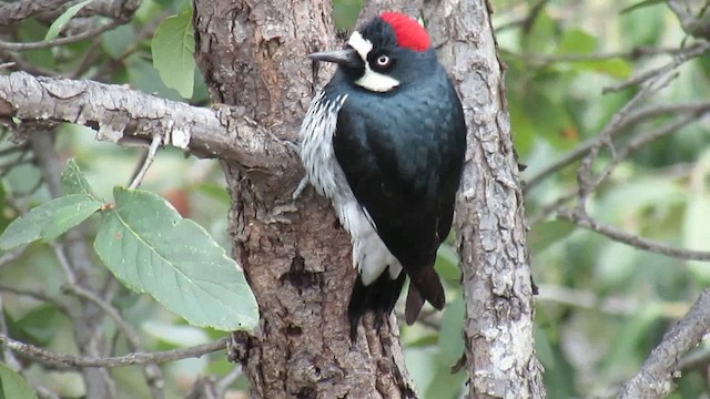 Acorn Woodpecker - ML200950981