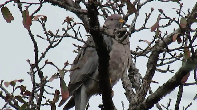 Полосатохвостый голубь [группа fasciata] - ML200950991