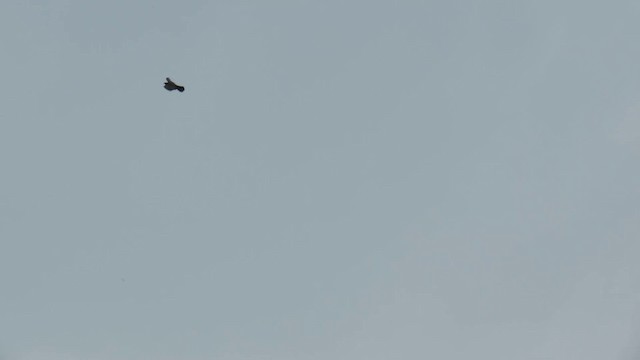 Black Hawk-Eagle - ML200951011