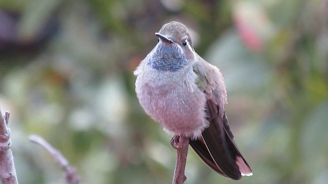 Blue-throated Mountain-gem - ML200951031