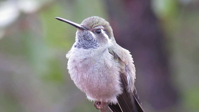 kolibřík blankytohrdlý - ML200951041