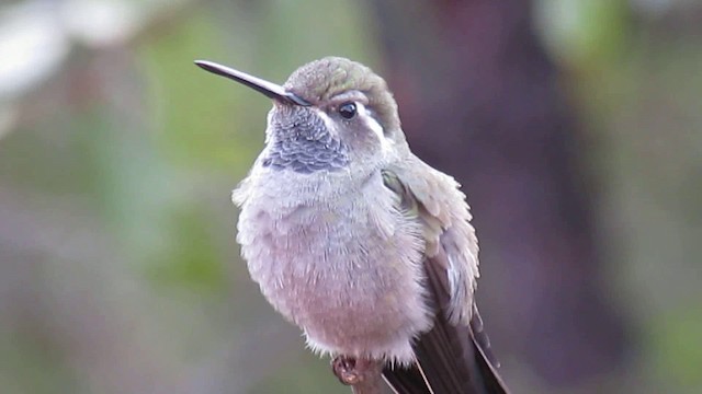 Blue-throated Mountain-gem - ML200951041