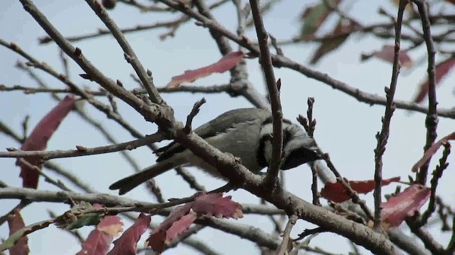 Bridled Titmouse - ML200951051