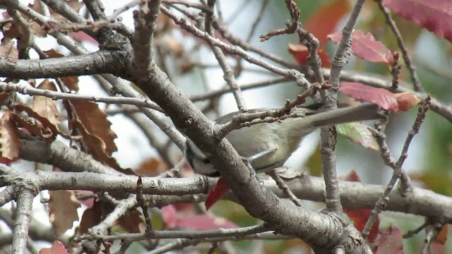 Bridled Titmouse - ML200951061