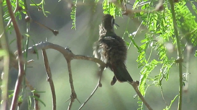 Costa's Hummingbird - ML200951091