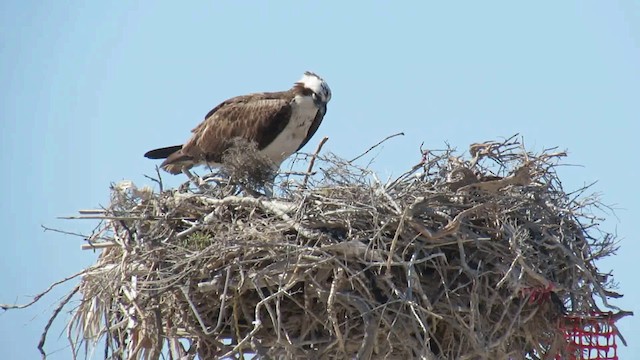 Águila Pescadora - ML200951161