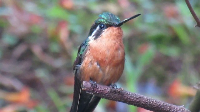 kolibřík fialovohrdlý - ML200951171