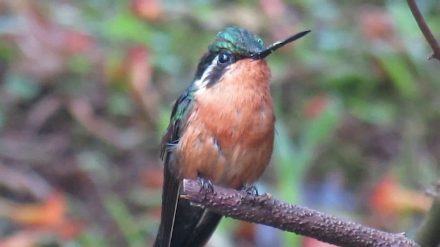 Purple-throated Mountain-gem - ML200951171