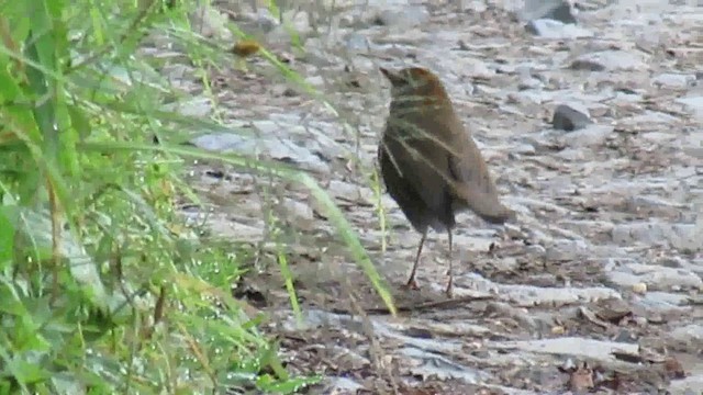 Ruddy-capped Nightingale-Thrush - ML200951181