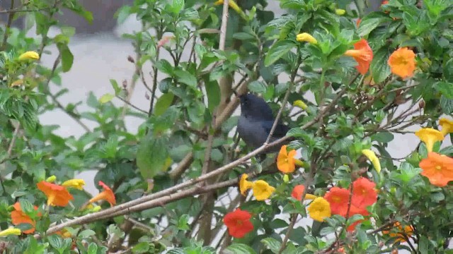 Slaty Flowerpiercer - ML200951191