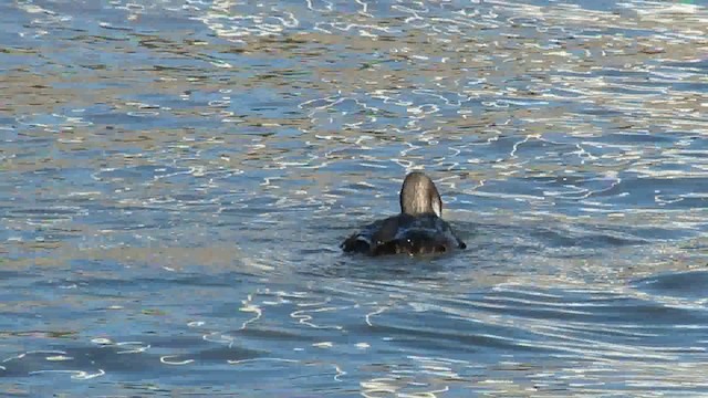 Pacific Loon - ML200951271