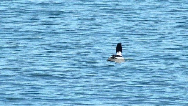 Red-breasted Merganser - ML200951291