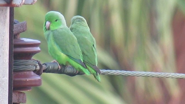 Green-rumped Parrotlet - ML200951311