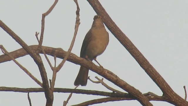 Spectacled Thrush - ML200951331