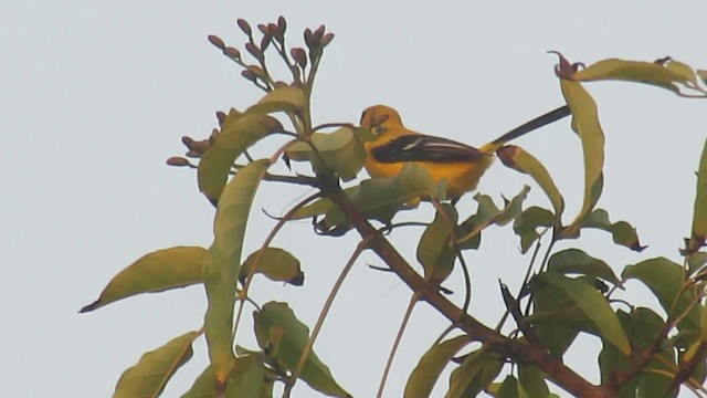 Turpial Amarillo - ML200951381