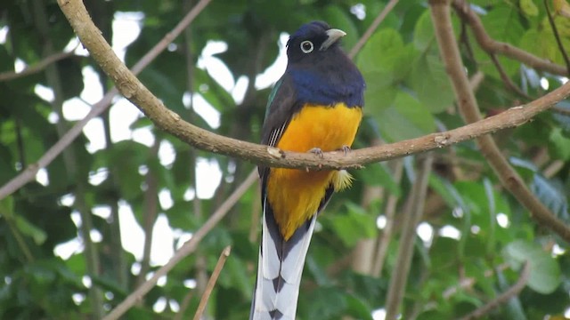 Yeşil Sırtlı Trogon - ML200951441