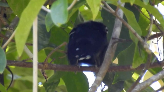 Glossy Antshrike - ML200951451