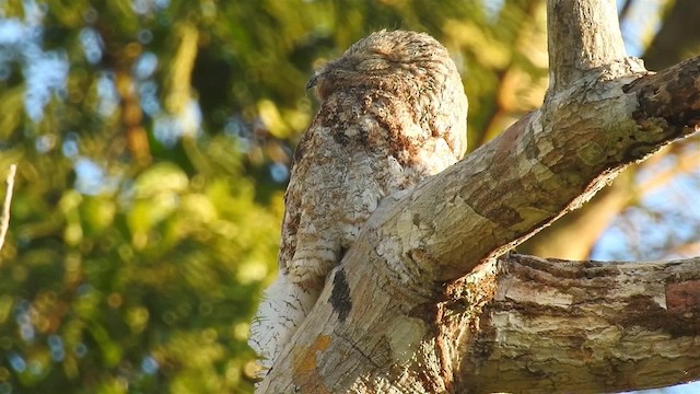 Great Potoo - ML200951481