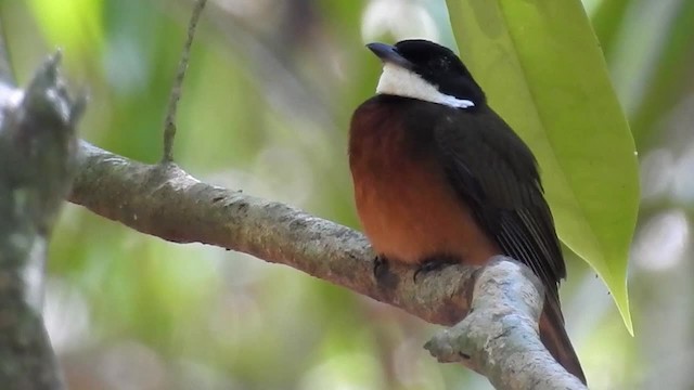 Flame-crowned Manakin - ML200951531