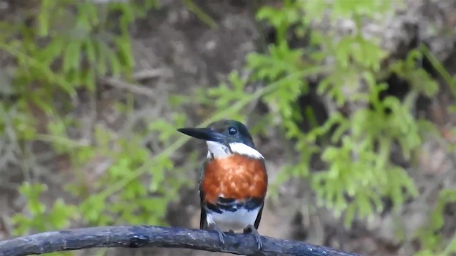 Green Kingfisher - ML200951551