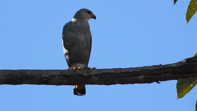 Gray-lined Hawk - ML200951561