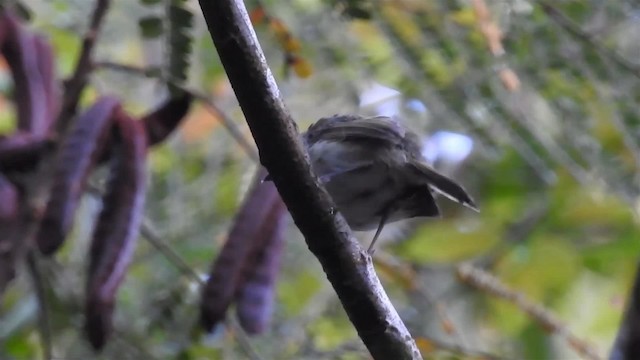 Helmeted Pygmy-Tyrant - ML200951581