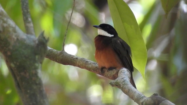 Manakin à moustaches - ML200951631