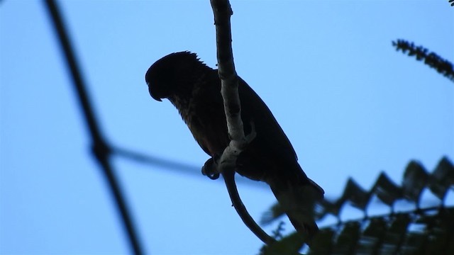 Santarem Parakeet (Cristalino) - ML200951651