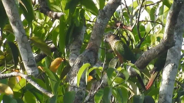 Conure de Hellmayr (lucida) - ML200951661