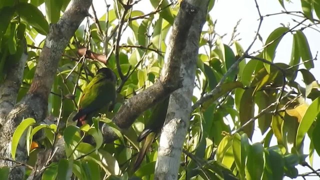 Conure de Hellmayr (lucida) - ML200951671