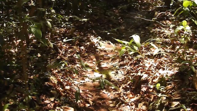 Ocellated Poorwill - ML200951711