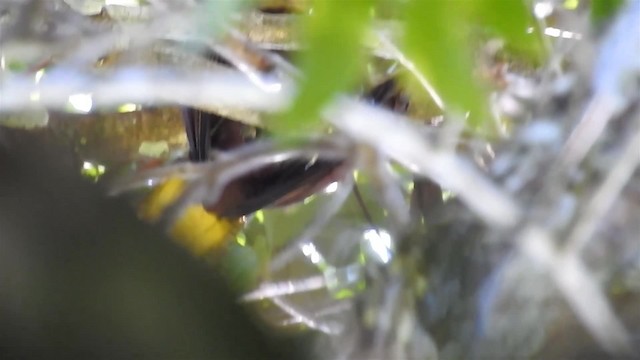 amazonoropendola (yuracares/neivae) - ML200951721