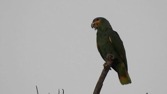 キソデボウシインコ - ML200951741