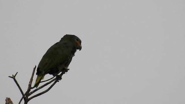 Orange-winged Parrot - ML200951751