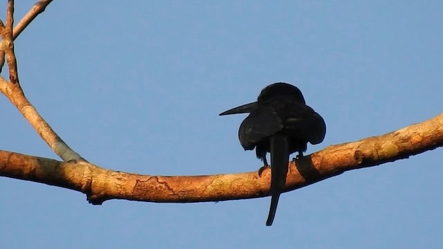 Jacamar à longue queue - ML200951761