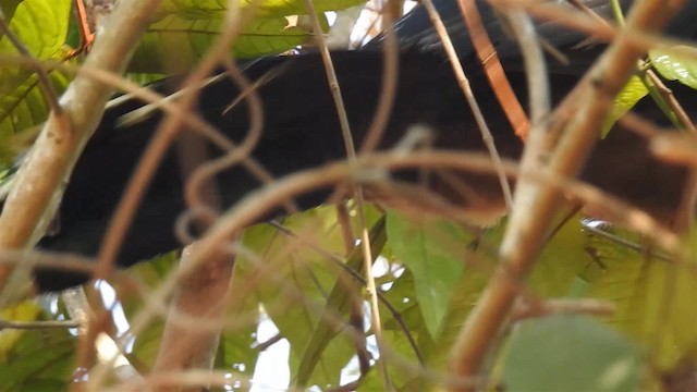 Razor-billed Curassow - ML200951841